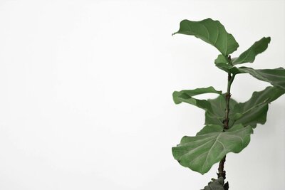 Fiddle Leaf Fig
